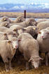 Le MAPAQ enquête sur l’abattage de moutons dans une grange en Montérégie